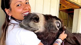 Donkeys Smile And Sing When They See These Owners #animalstory