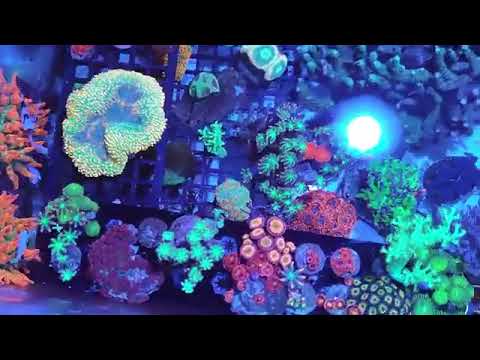 PopBloom RS90 Reef Led Aquarium Light - YouTube