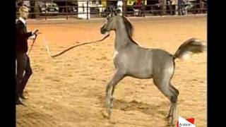 Ajman Arabian Horses Auction - 18A