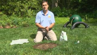 Patch a Lawn with No Weeds