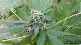 2020 outdoor grow MASTER KUSH & BLUEBERRY