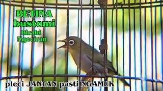 Pleci betina Bustomi birahi ngeciran pleci JANTAN pasti Ngamuk