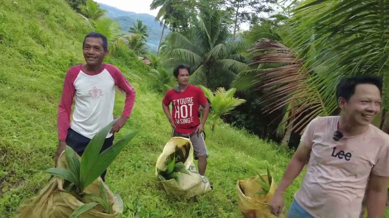 Pagtatanim ng Niyog sa Area 1