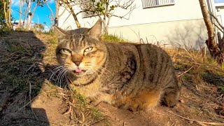 背中を撫でると草を噛む野良猫がカワイイ