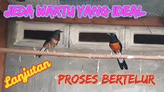 Murai batu bertelur dan mengeram hari pertama