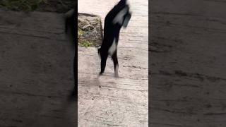 kucing hitam pemberani phiton besar dilawan