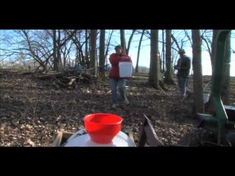 Tapping Maple Trees for Maple Syrup Production in Kentucky