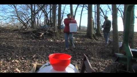 Tapping Maple Trees for Maple Syrup Production in Kentucky