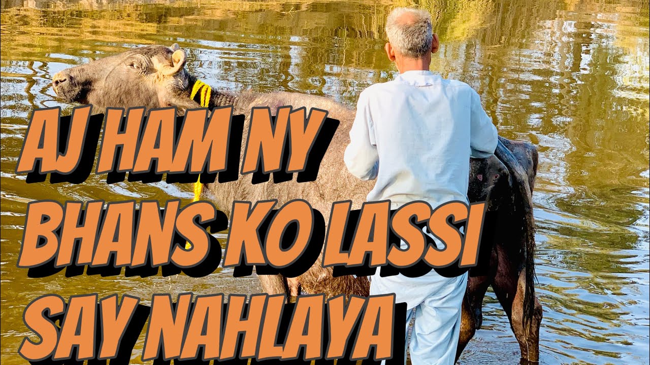 Lassi say bhans ko nahlaya 🤞#animals #animalfarming #farming #pindawale ...