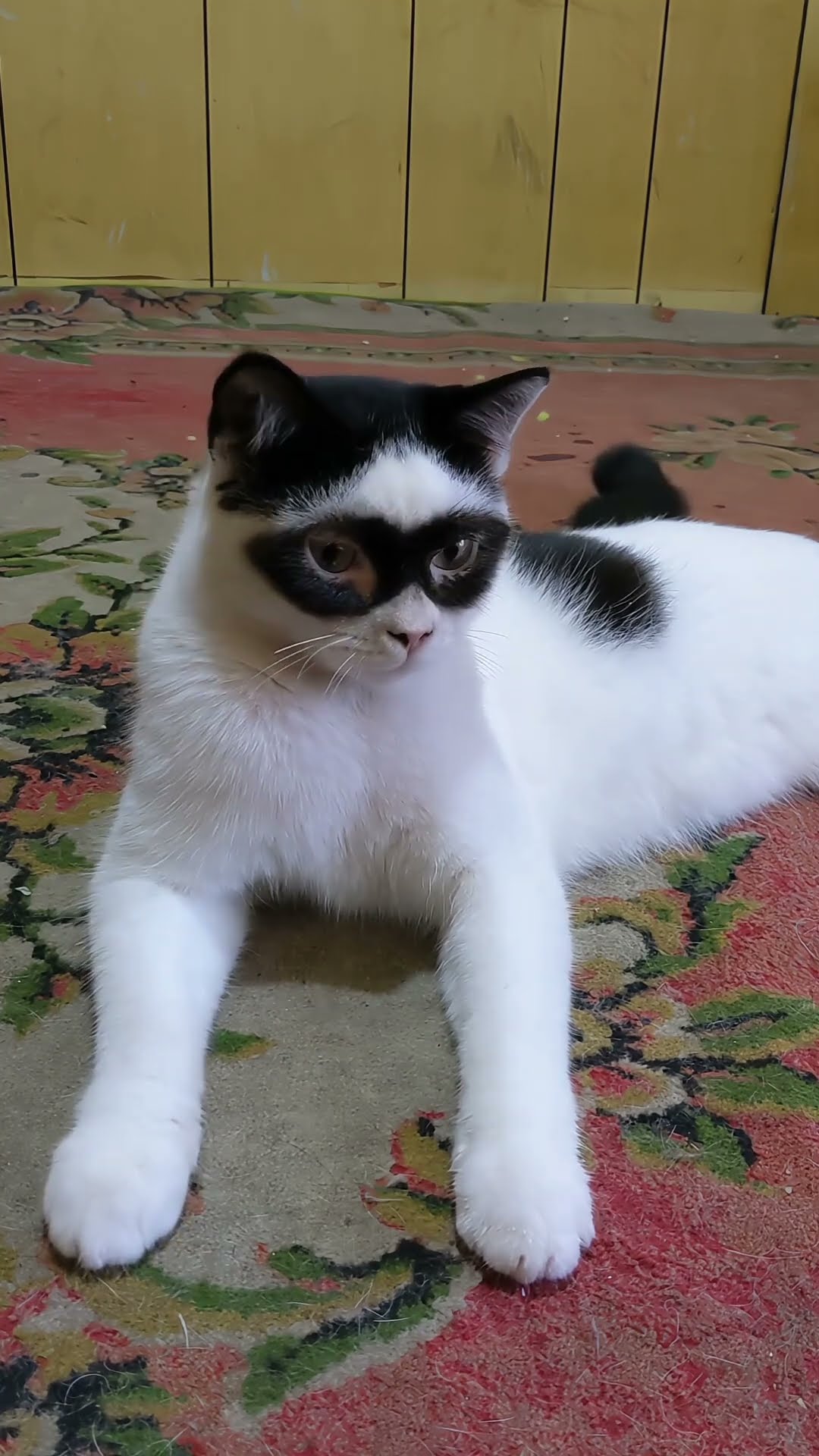 Zorro Cat Sitting and Relaxing || ViralHog