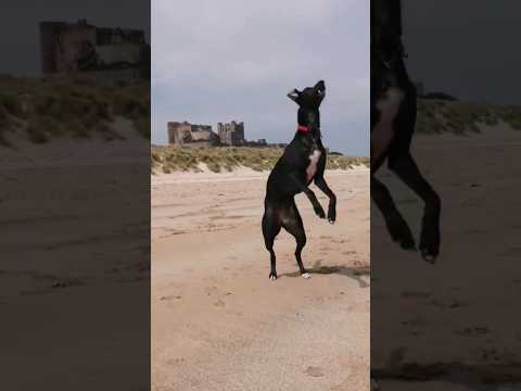 BAMBURGH CASTLE INDIANA #bamburghcastle  #beach