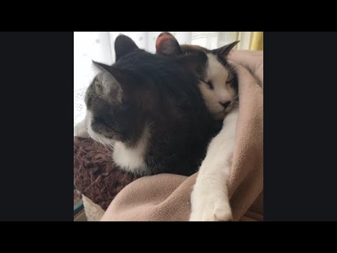 母猫に抱きついて眠る息子猫にキュン★