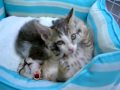半寝で一方的に威嚇する子猫1 ~ぴっち♀VSぽっけ♂~ Intimidating cat while sleeping 1 ~Picchi♀&Pokke♂~ 2008.08.