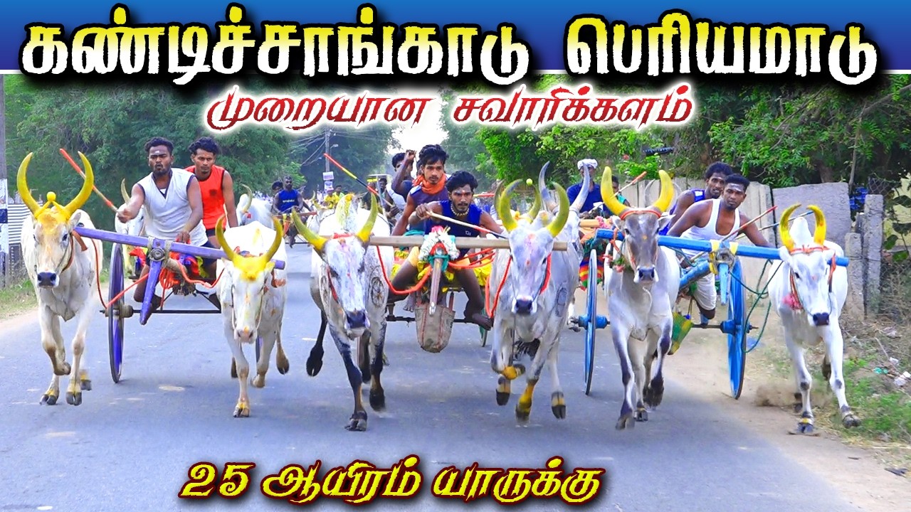 புதுக்கோட்டை மாவட்டம் கண்டிச்சாங்காடு பெரியமாடு