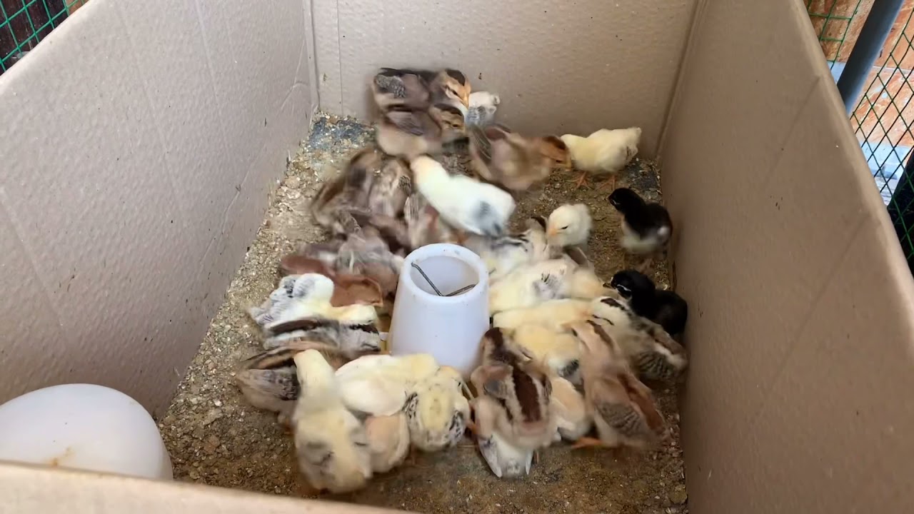 Cách chăm sóc gà con lúc mới nở đến 1 tháng tuổi