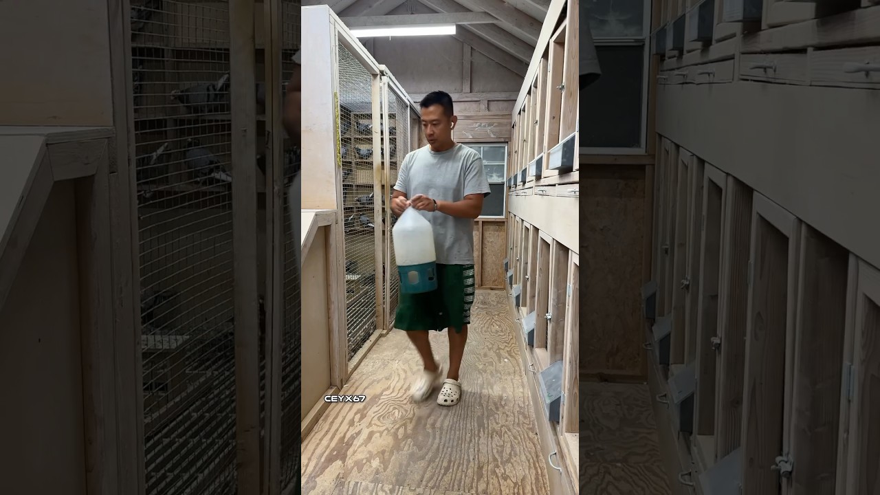 Refilling the drinkers with fresh water w/ Rohnfried sedochol 