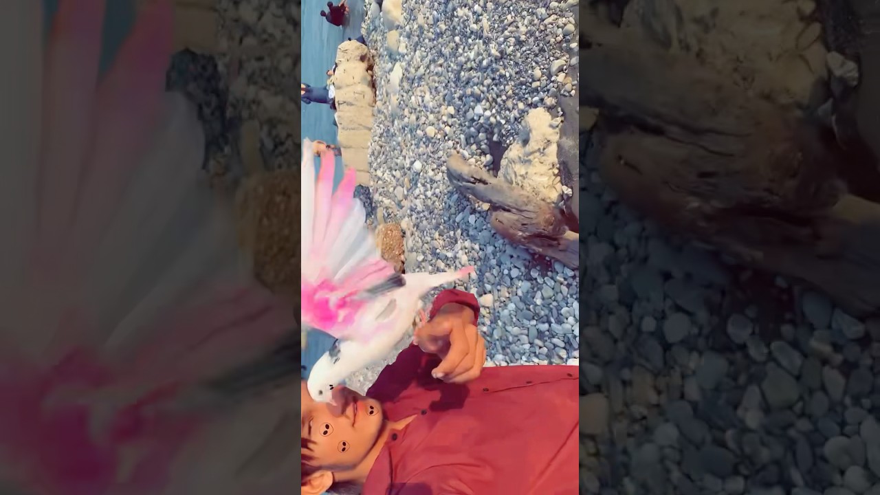 Pile Pile O Meri Jaan 🤩🥰🕊️