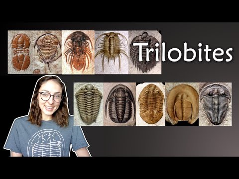 Arthropoda (Part 2) Trilobites- Invertebrate Paleontology | GEO GIRL