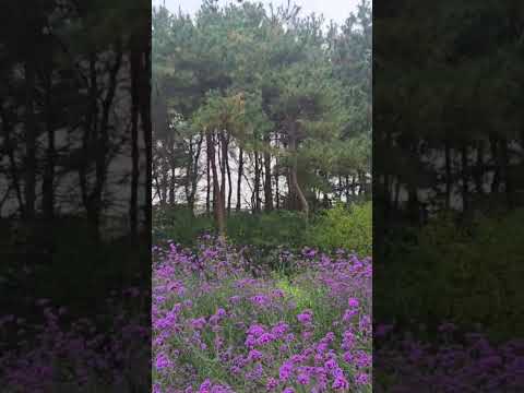 사랑한게 죄라면//양지은