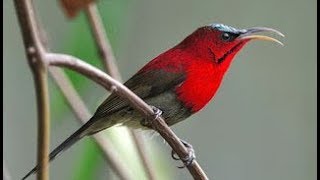 Burung Master | Besetan Kasar Kolibri Jawa