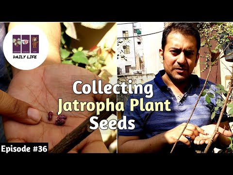 Video: Waar wordt de Jatropha-plant gekweekt?