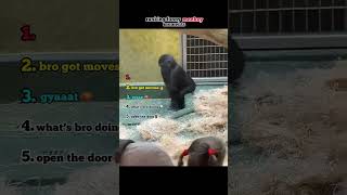 Ranking Funny Monkey Moments