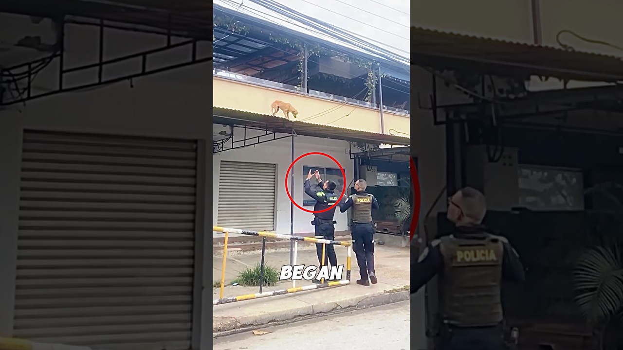 This dog climbed onto the roof of the house 🐶 