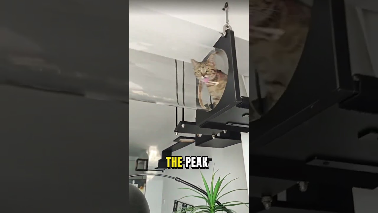 Кошка больше никогда не будет ходить по полу 😱✨ 