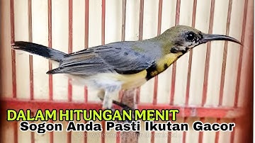 Kurang Dalam 1 mnt burung anda pasti ikut gacor // masteran terampuh 2025 sogon gacor dor ngeleper