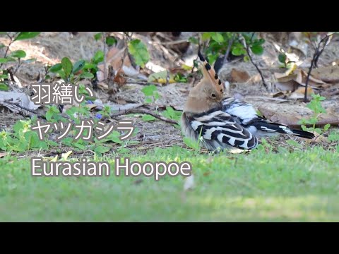 【羽繕い】ヤツガシラ Eurasian Hoopoe
