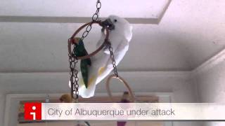Attack of the Cockatoo