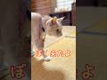 【猫和尚の存在は高まるばかり】#猫 #猫動画 #猫かわいい