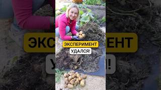 Посадила картошку без лопаты! Эксперимент на геотекстиле 🥔#огород #картошка #лайфхак #эксперимент