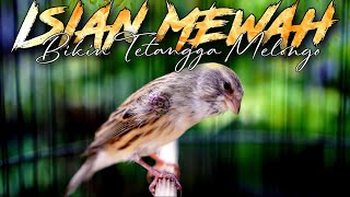ISIAN MEWAH BIKIN TETANGGA MELONGO - MASTERAN KENARI ISIAN BLACKTHROAT GACOR SUARA JERNIH