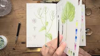Using Aerial Perspective to Create Depth in a Botanical Sketchbook