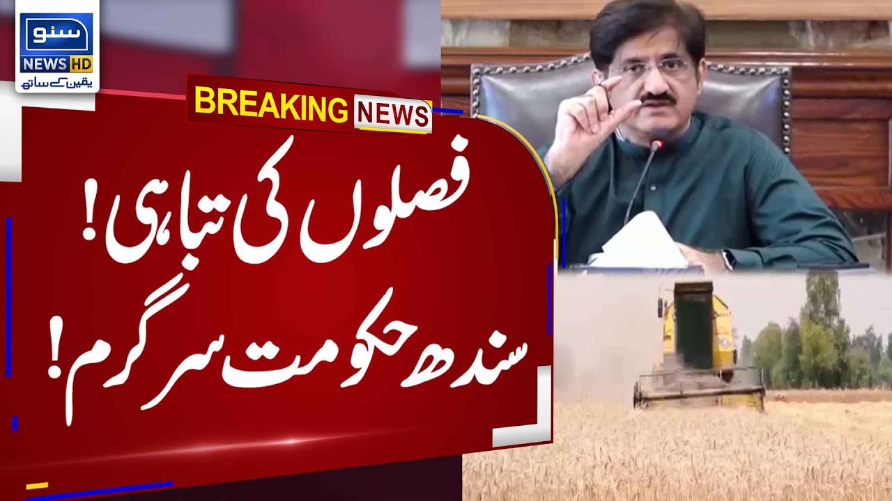 Rain damage to wheat crops | Sindh Government active in Wheat Issue ...
