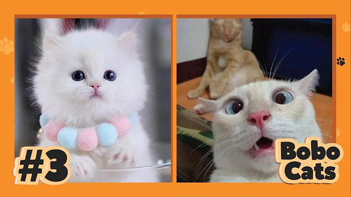 Watch the video about Episode #3 - Cute and Funny Cat Videos #2022 | Bobo Cats