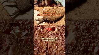 Download Lagu SERANGGA TANAH manfaat UNTUK tubuh MANUSIA❗ MP3