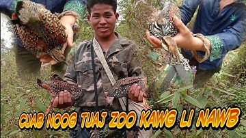 cách bẫy chim đa đa cực nhanh 2021