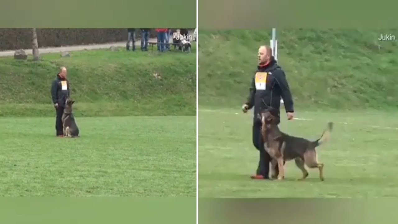 dogs training YouTube