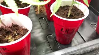 Clones going good
