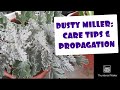 DUSTY MILLER: CARE TIPS & PROPAGATION