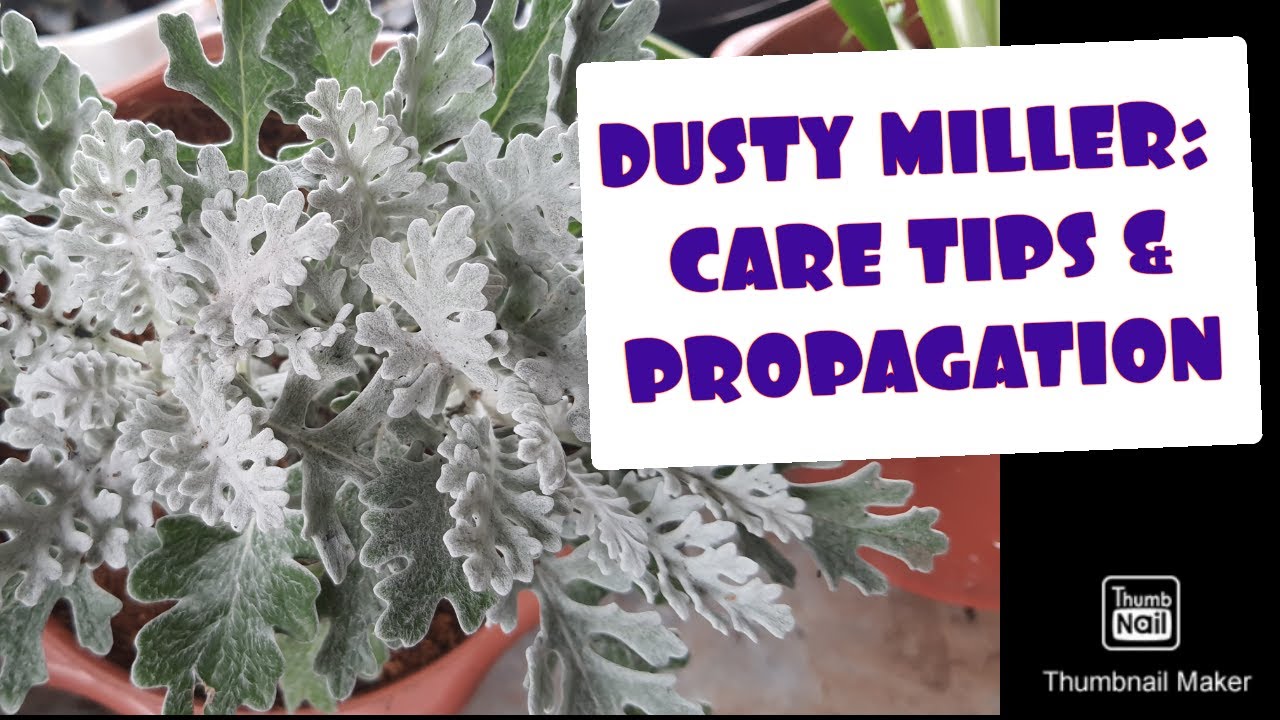 dusty miller: care tips & propagation