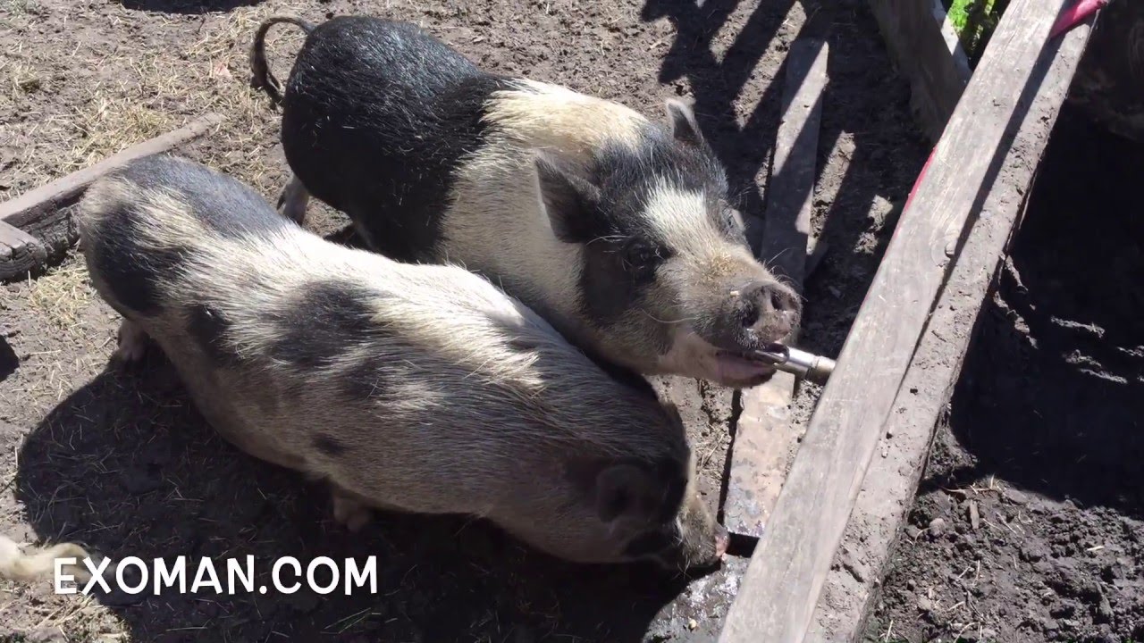 Putting peanut butter on pig nipples! Pigs automatic drinkers or the