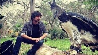 This Eagle is size of the human | Harpy eagle