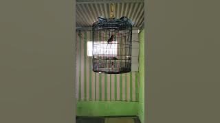 Suara burung muray gacor😄😄