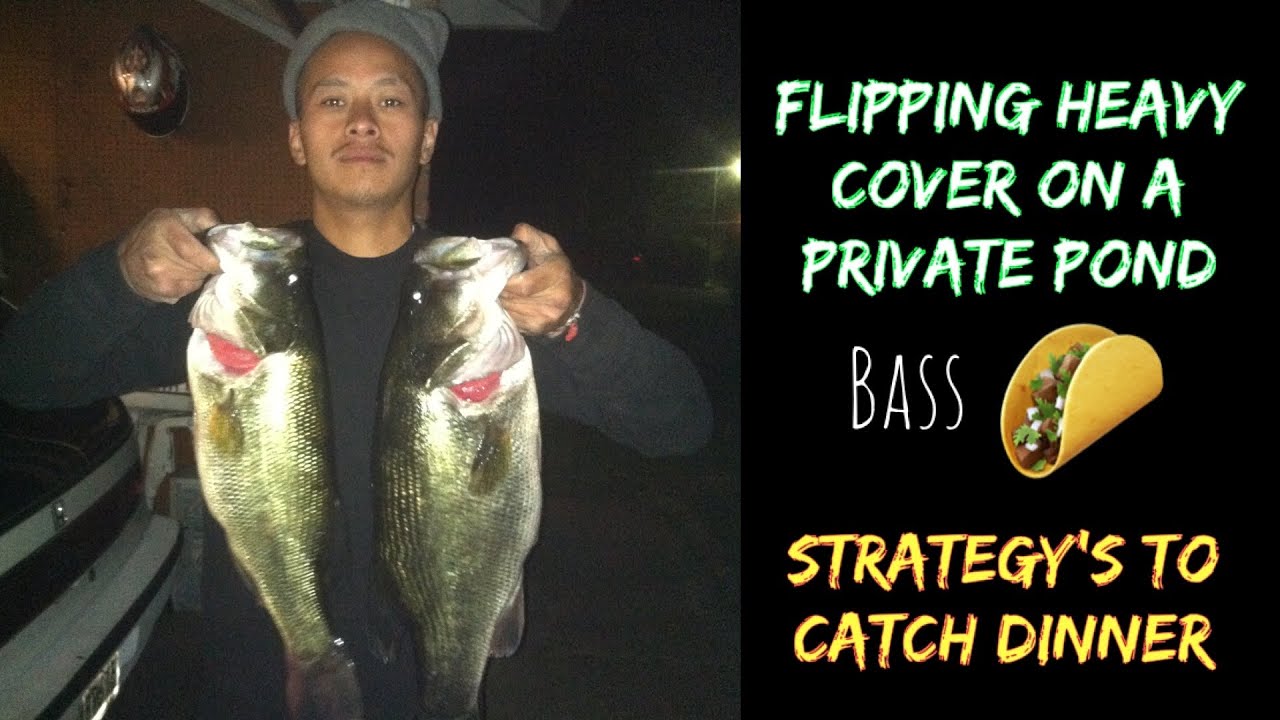 Flipping heavy cover on a private pond loaded with MONSTER BASS (I took em home for dinner)