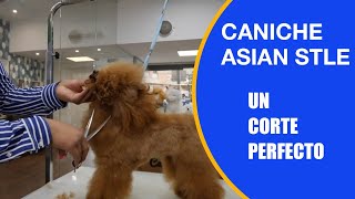 Cómo cortar el pelo a un caniche con tijeras de peluquería canina en cuerpo para que quede bonito by PelaPel tv Peluquería Canina 300 views 1 month ago 4 minutes, 45 seconds