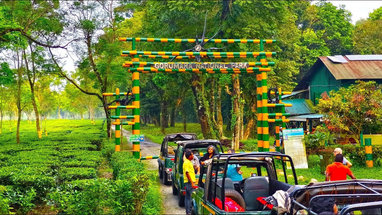 gorumara national park safari booking