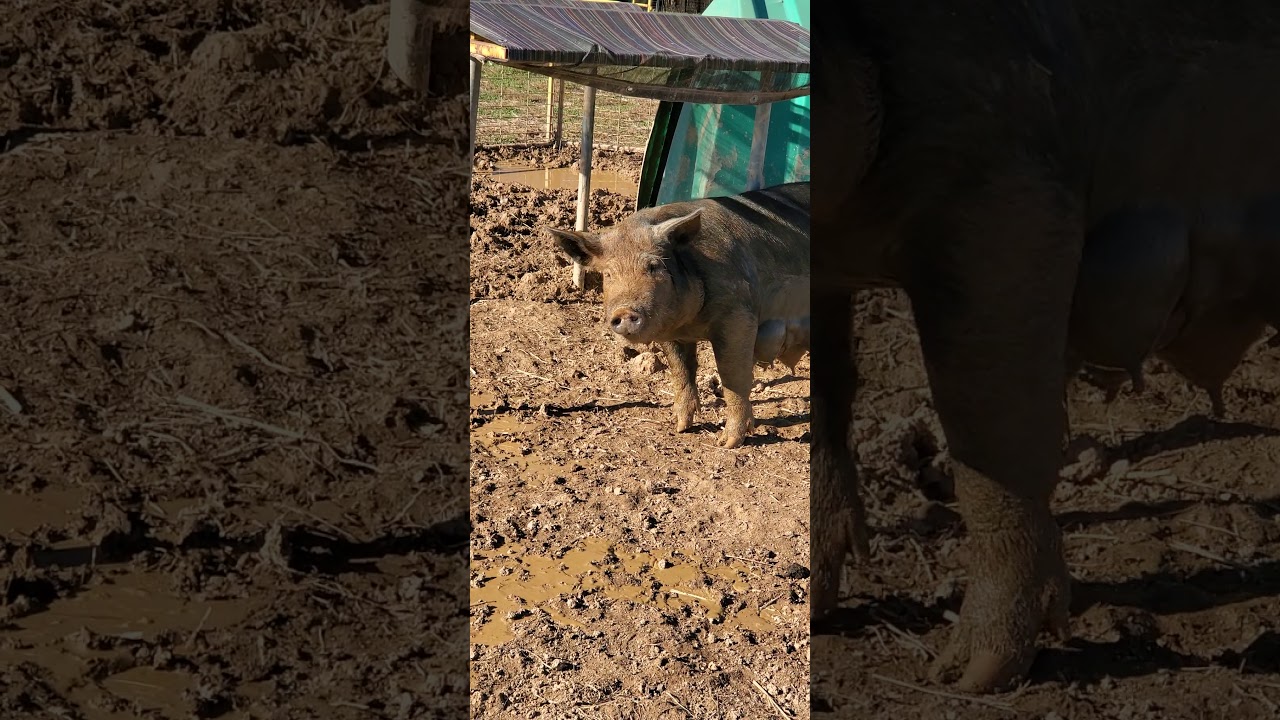 Kosher VS non Kosher animals PART 1